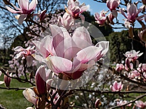 The saucer magnolia - Magnolia Ãâ soulangeana Magnolia denudata Ãâ Magnolia liliiflora flowering with large, early-blooming